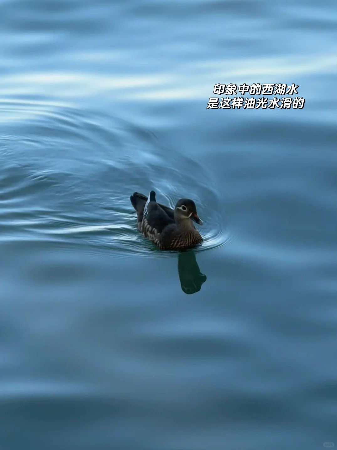 我的西湖水为什么这么瘦