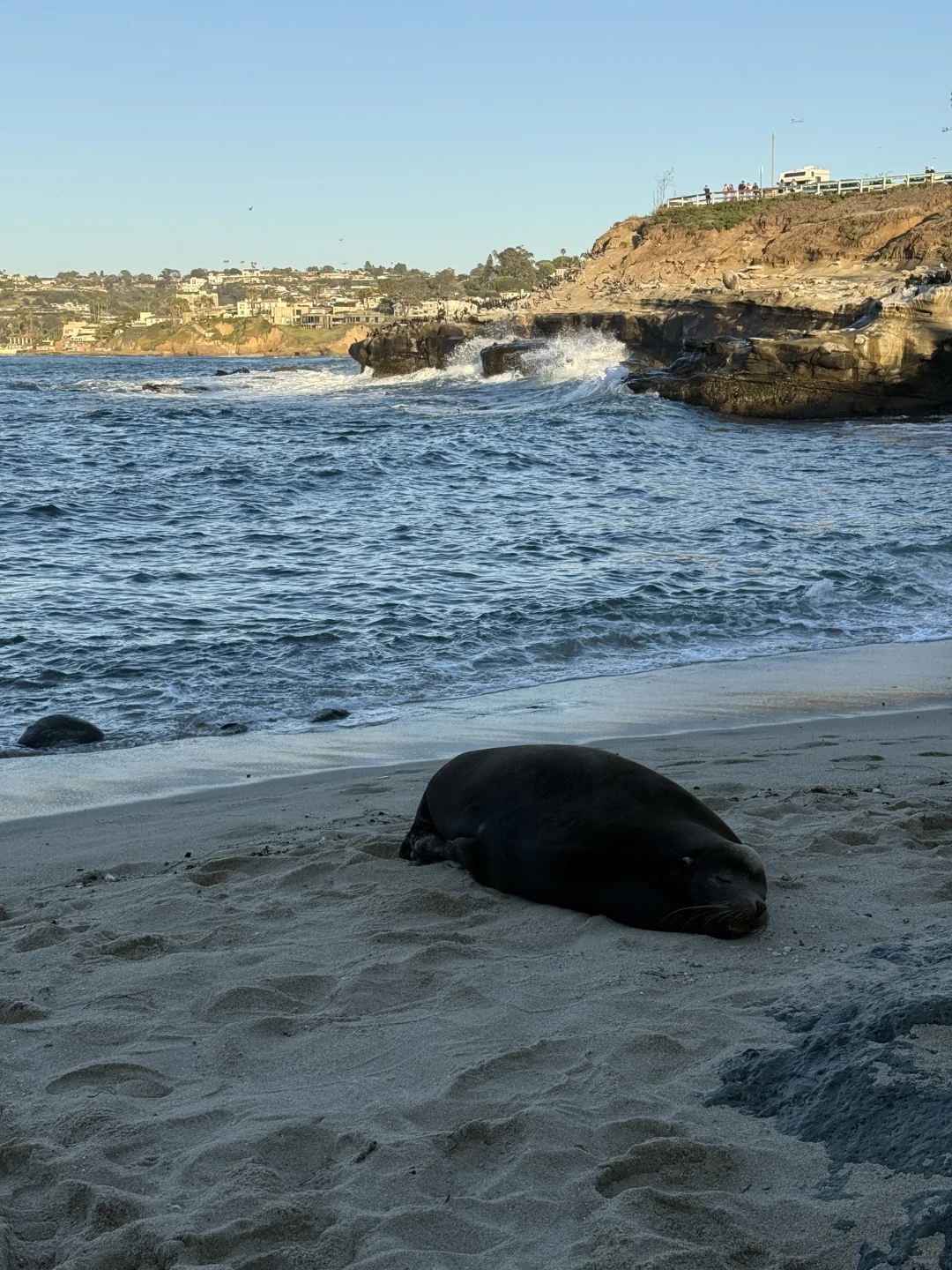La Jolla Cove🦭