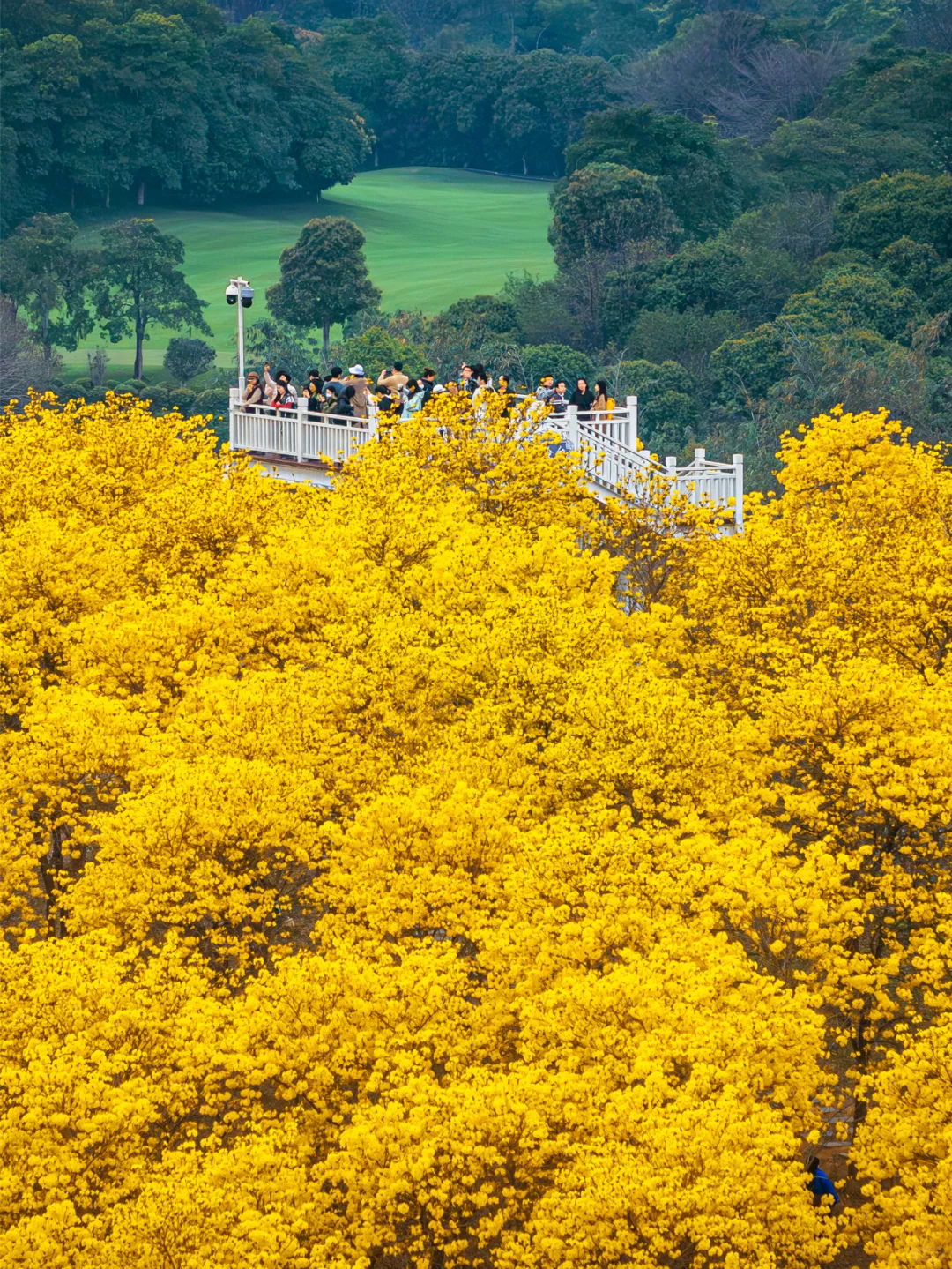 满眼金黄，这里堪称国内黄花风铃木的天花板