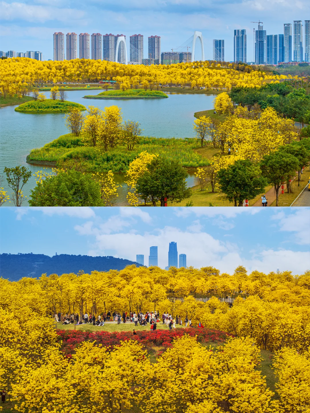 满眼金黄，这里堪称国内黄花风铃木的天花板