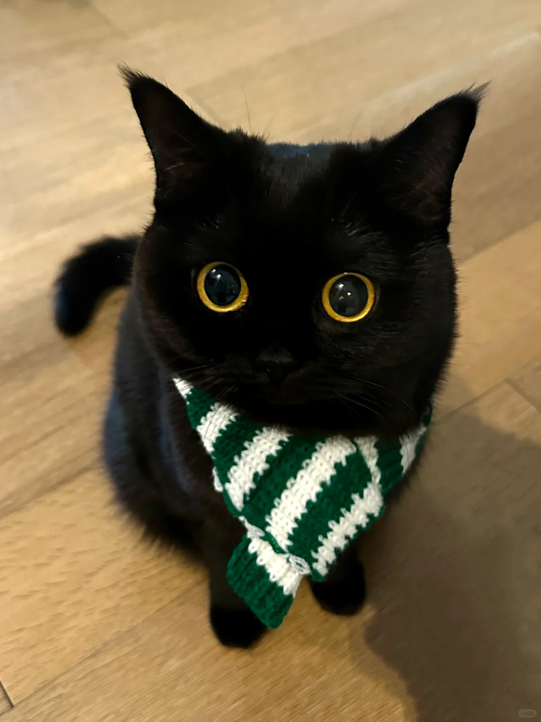 人、不许随便亲咪