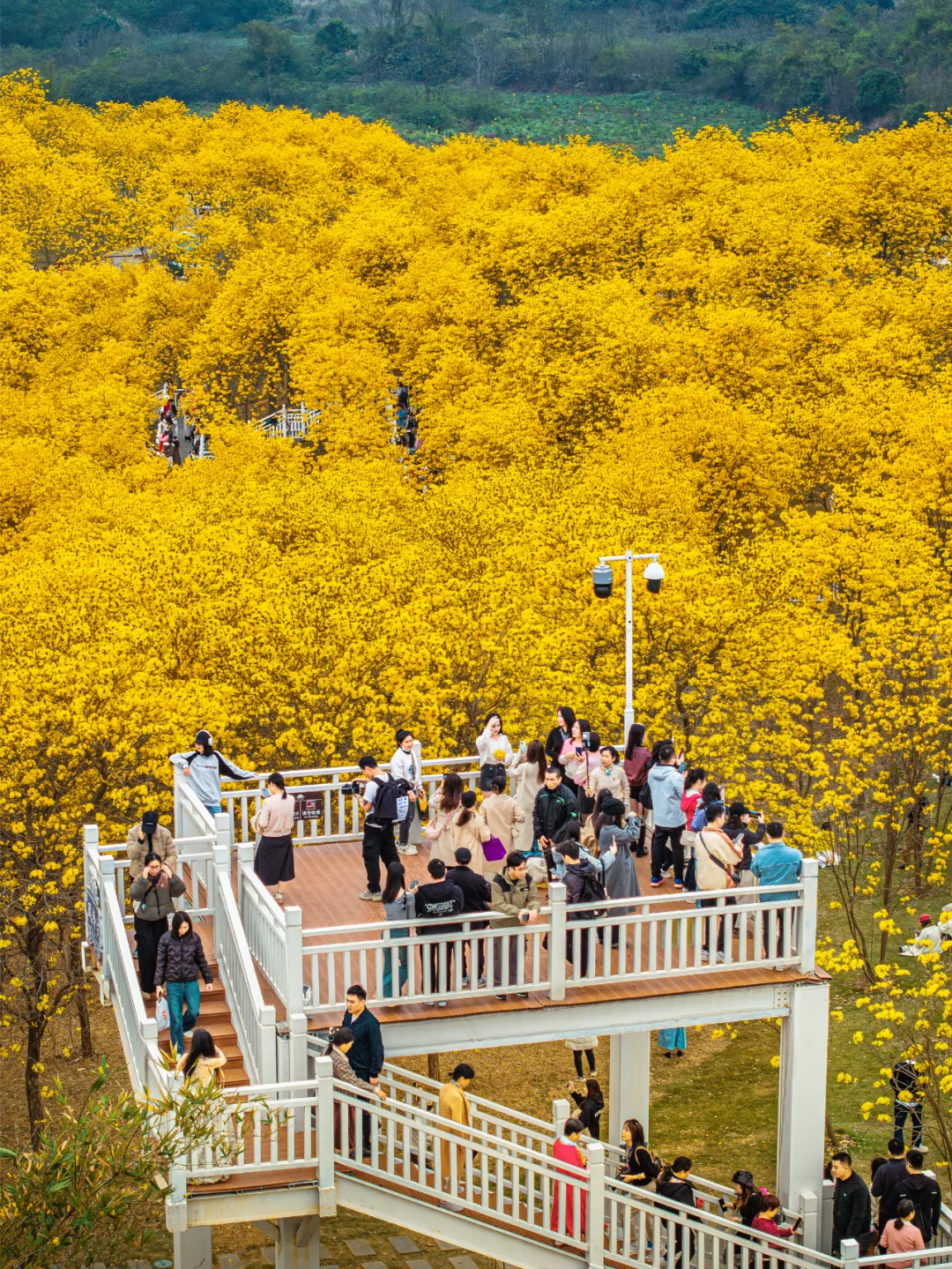 满眼金黄，这里堪称国内黄花风铃木的天花板