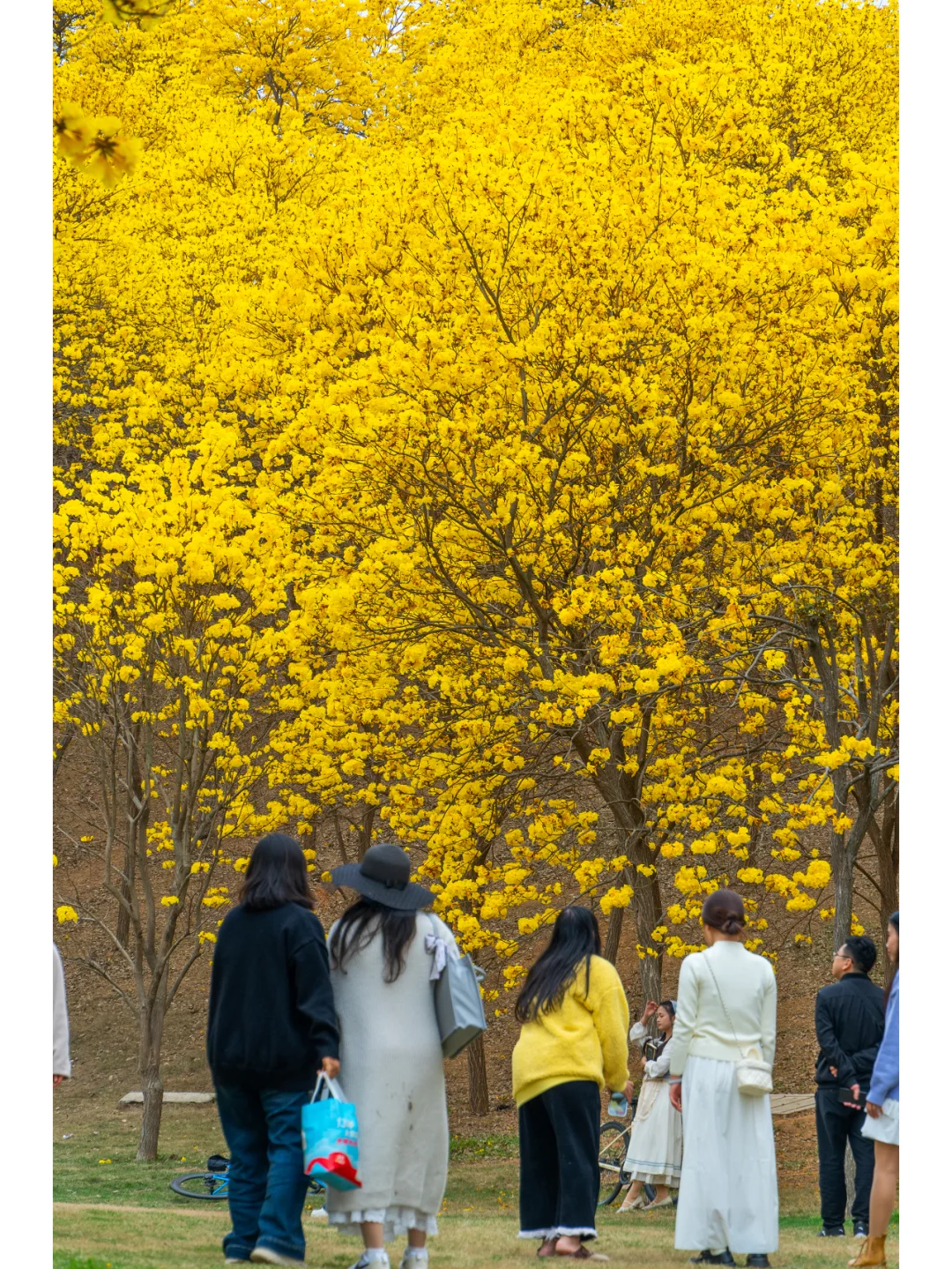 满眼金黄，这里堪称国内黄花风铃木的天花板