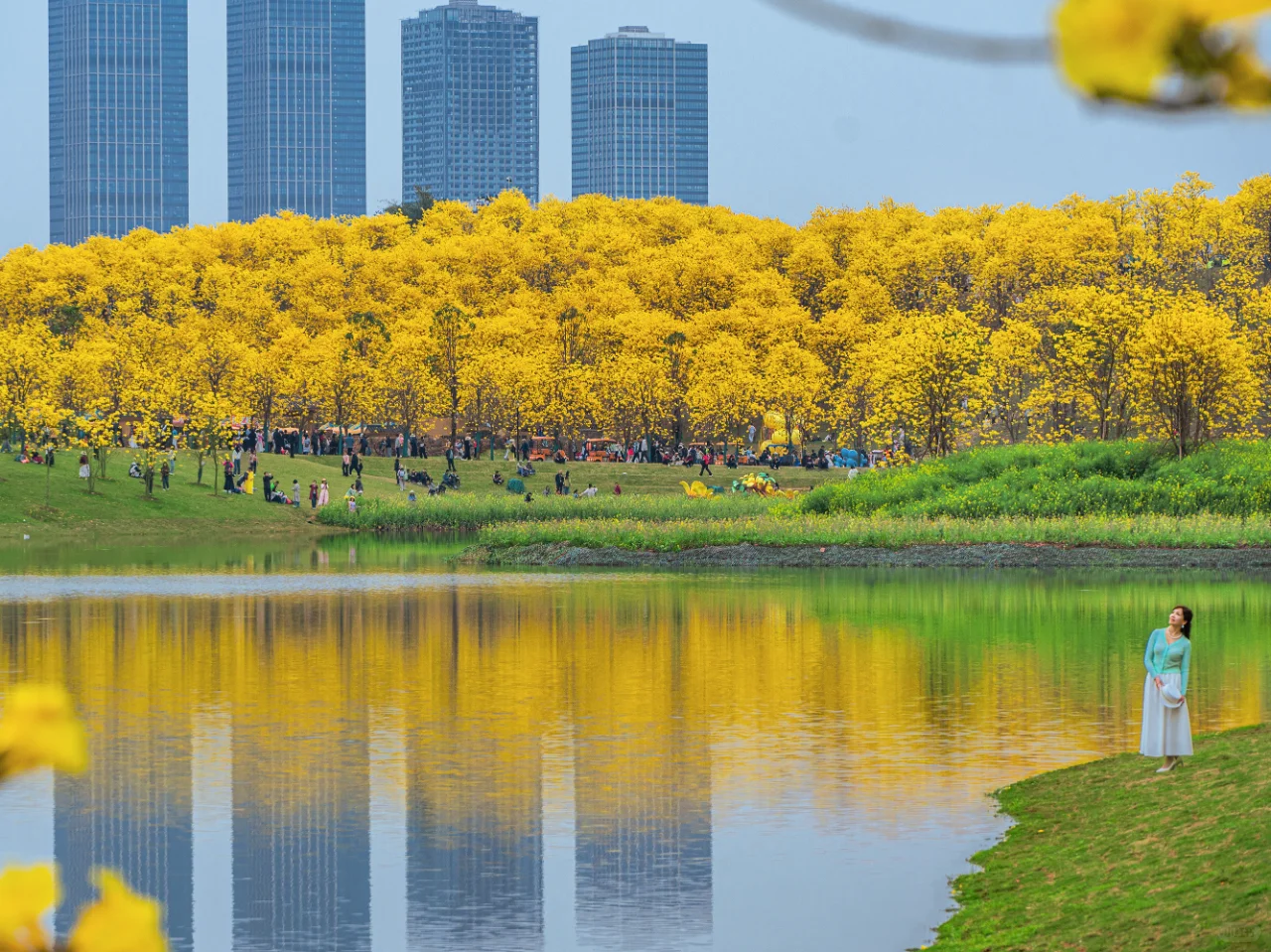 满眼金黄，这里堪称国内黄花风铃木的天花板