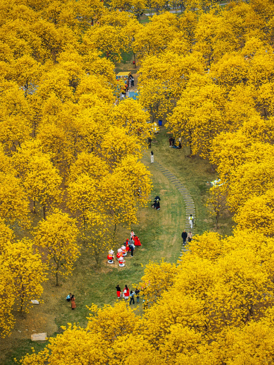 满眼金黄，这里堪称国内黄花风铃木的天花板
