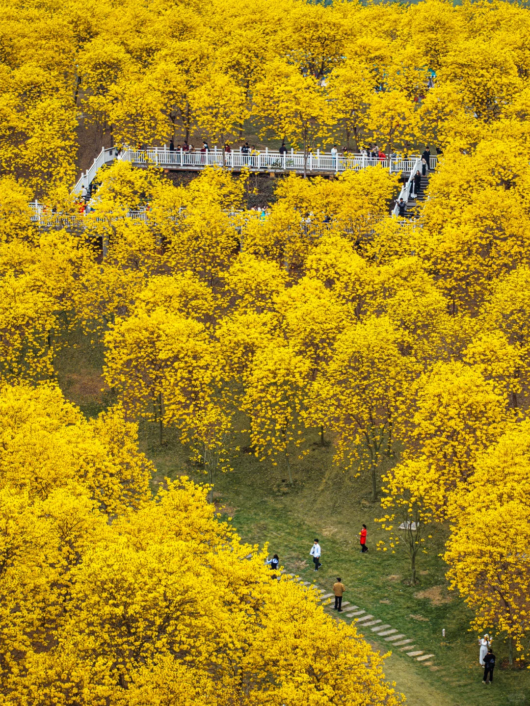满眼金黄，这里堪称国内黄花风铃木的天花板