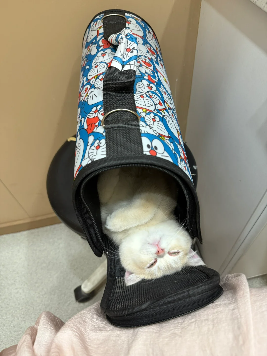 怎么会有猫在医院也能睡着