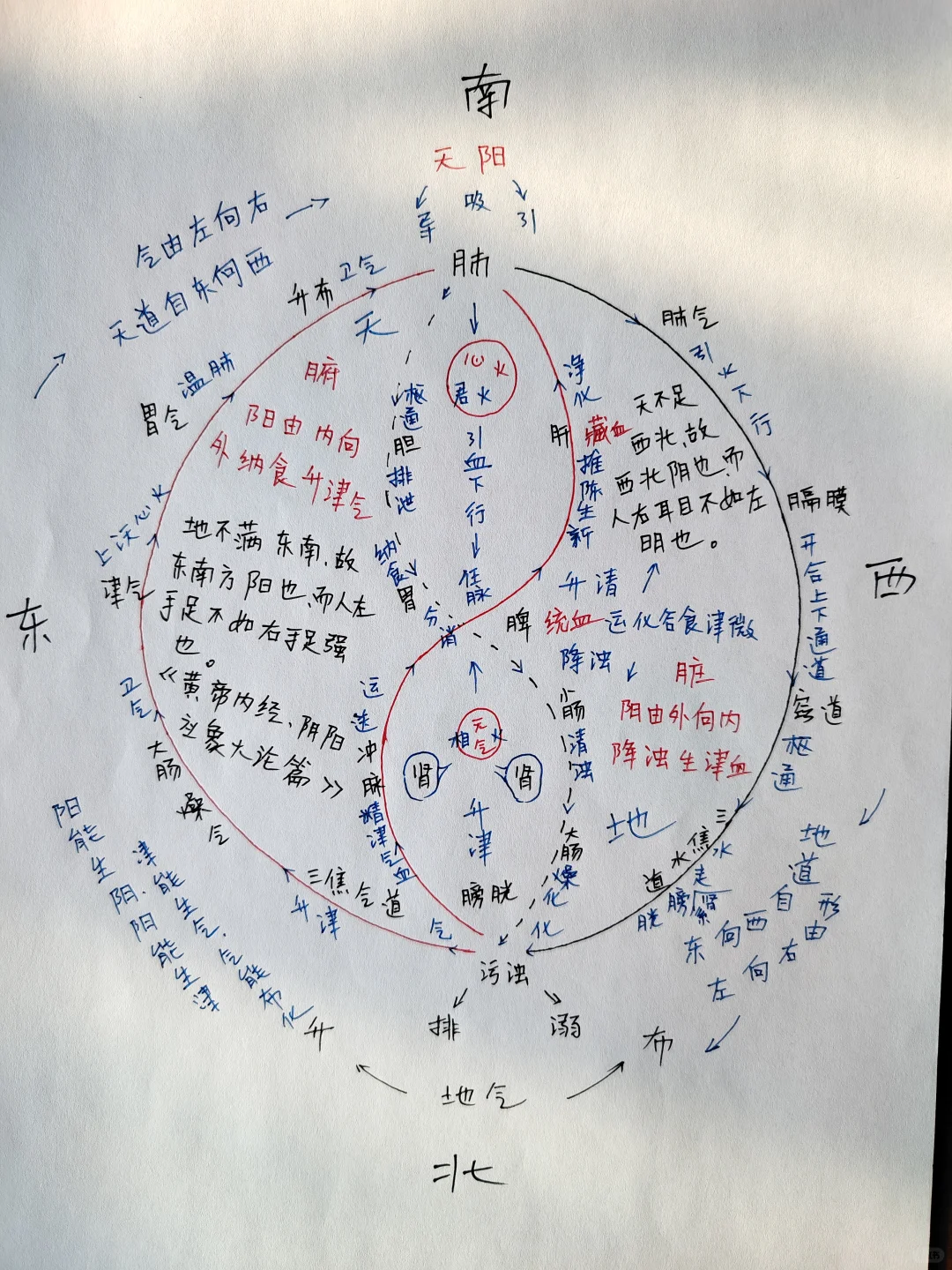 左升，是天道左行，是肝脾 互根 （木生于土上，根系于土下），肾水元气 升发脾气，