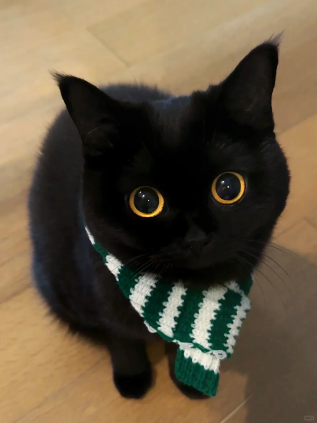 人、不许随便亲咪