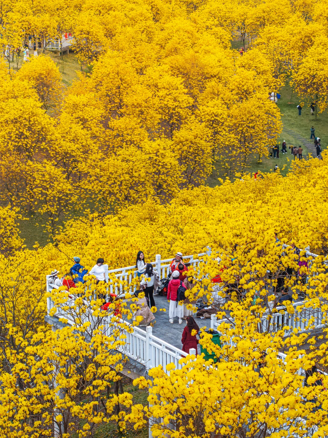 满眼金黄，这里堪称国内黄花风铃木的天花板