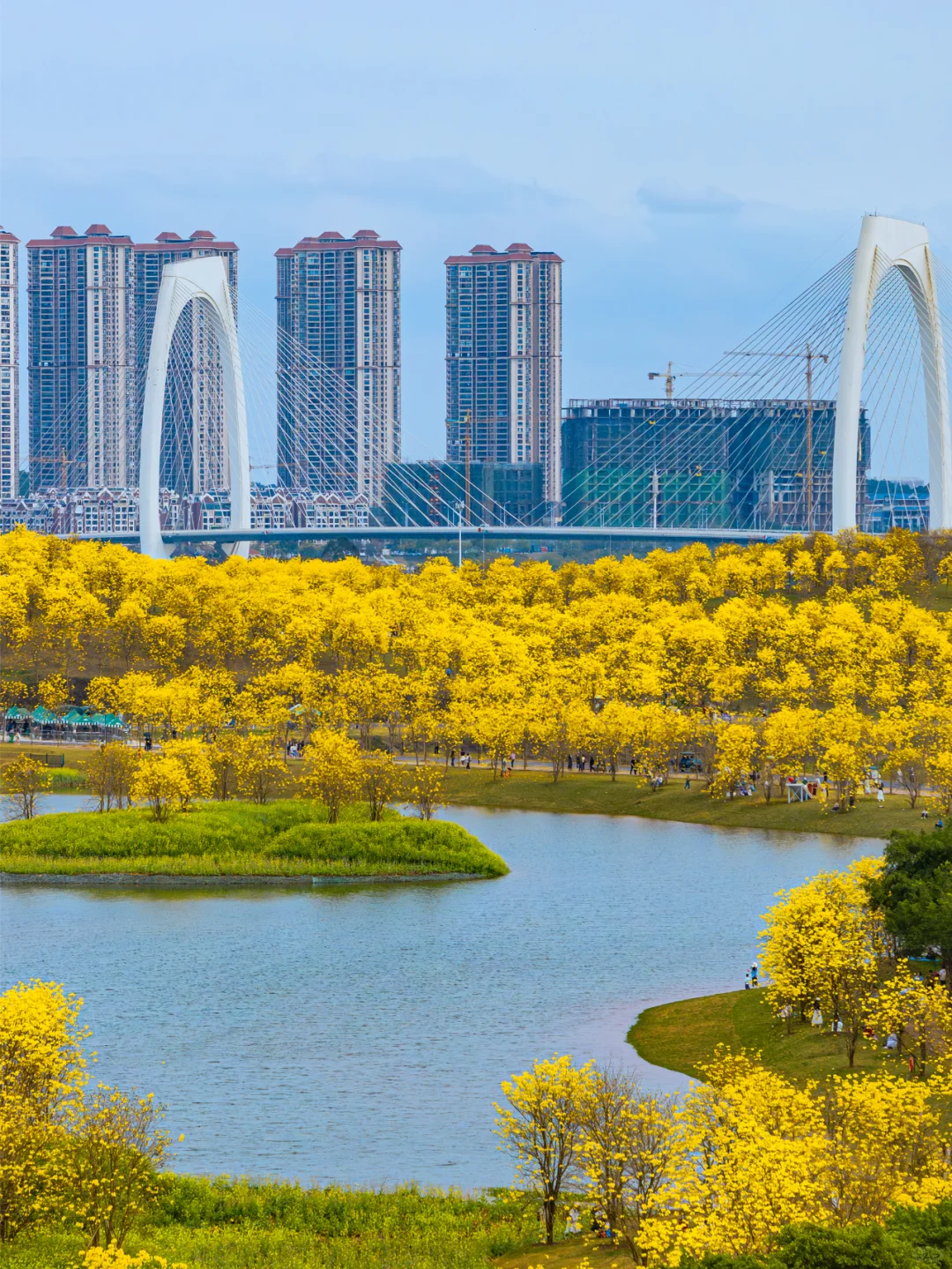 满眼金黄，这里堪称国内黄花风铃木的天花板