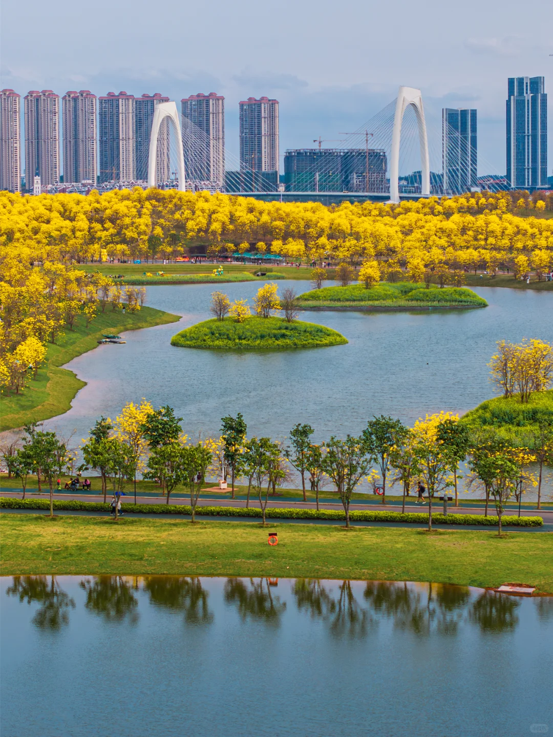 满眼金黄，这里堪称国内黄花风铃木的天花板