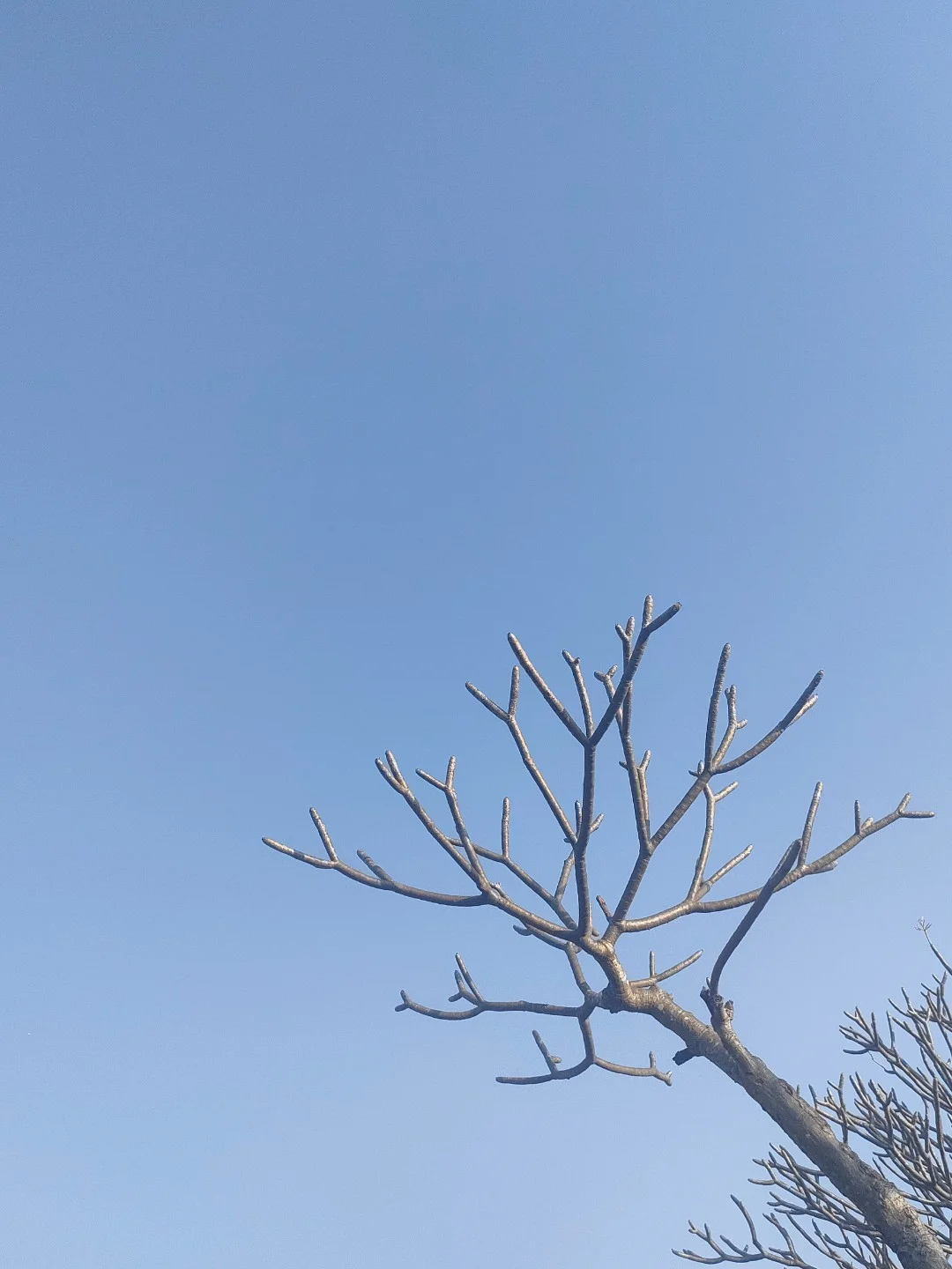 为什么很少看见拉子喜欢/暗恋另一个拉子