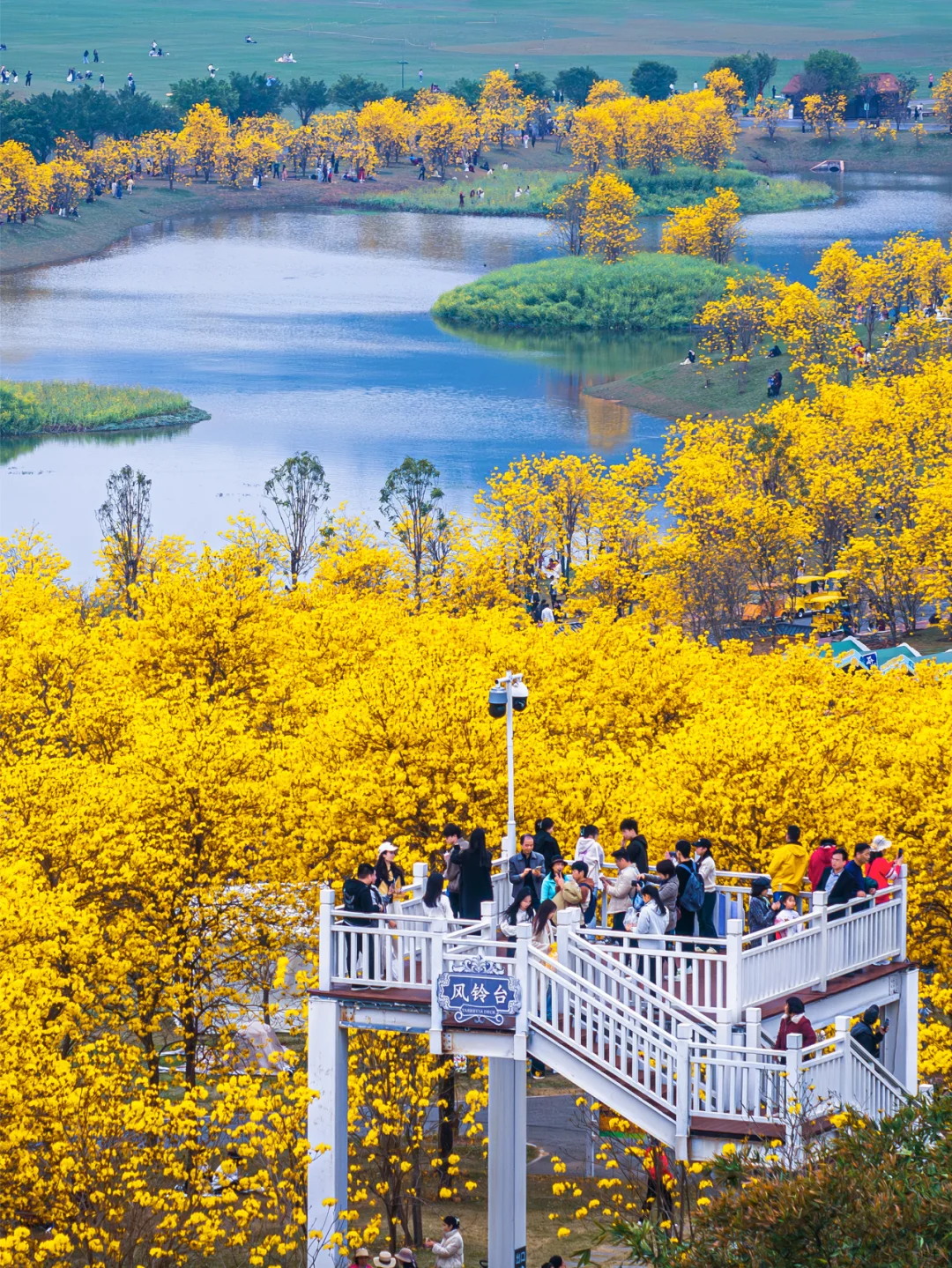 满眼金黄，这里堪称国内黄花风铃木的天花板