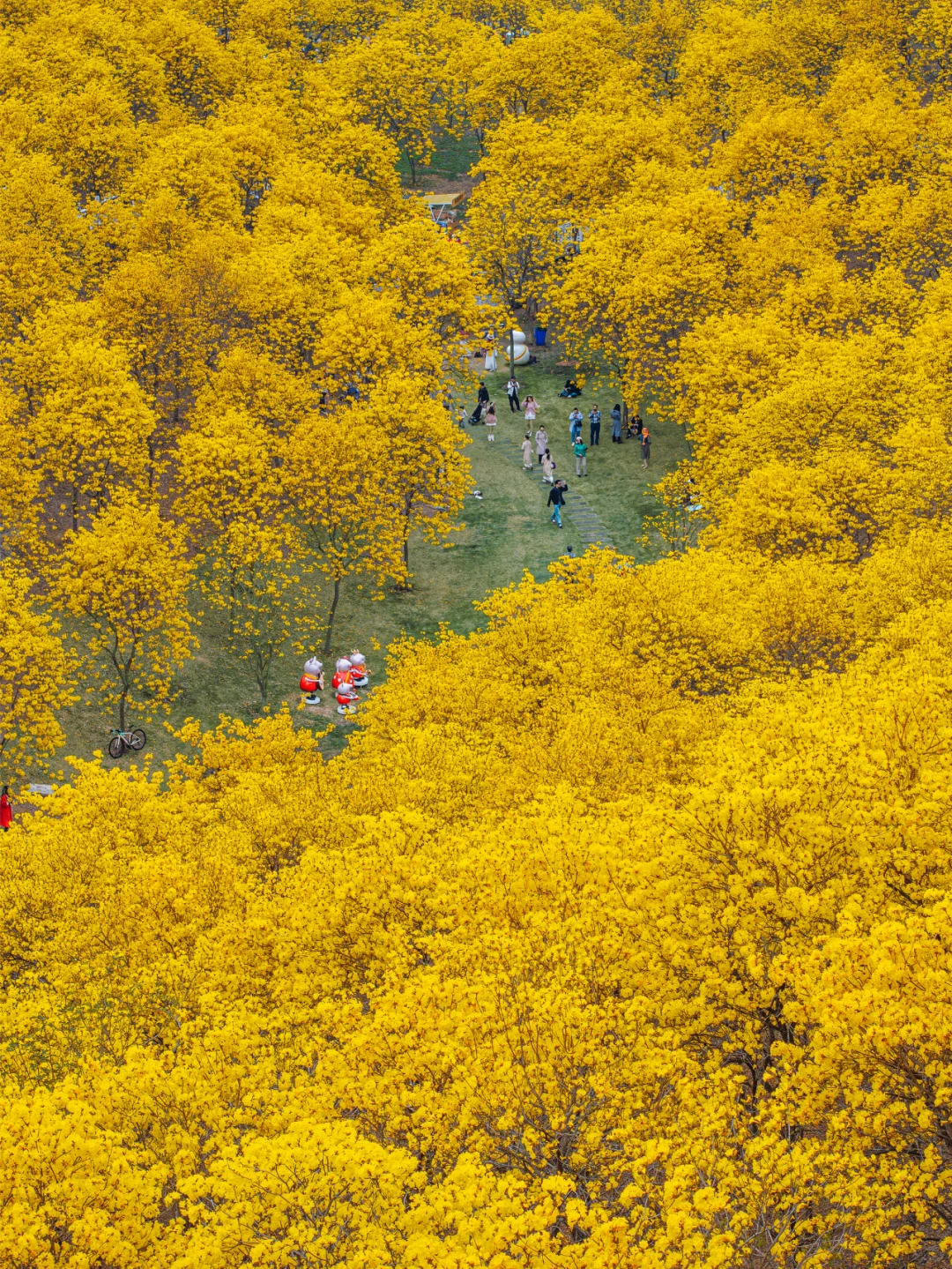 满眼金黄，这里堪称国内黄花风铃木的天花板