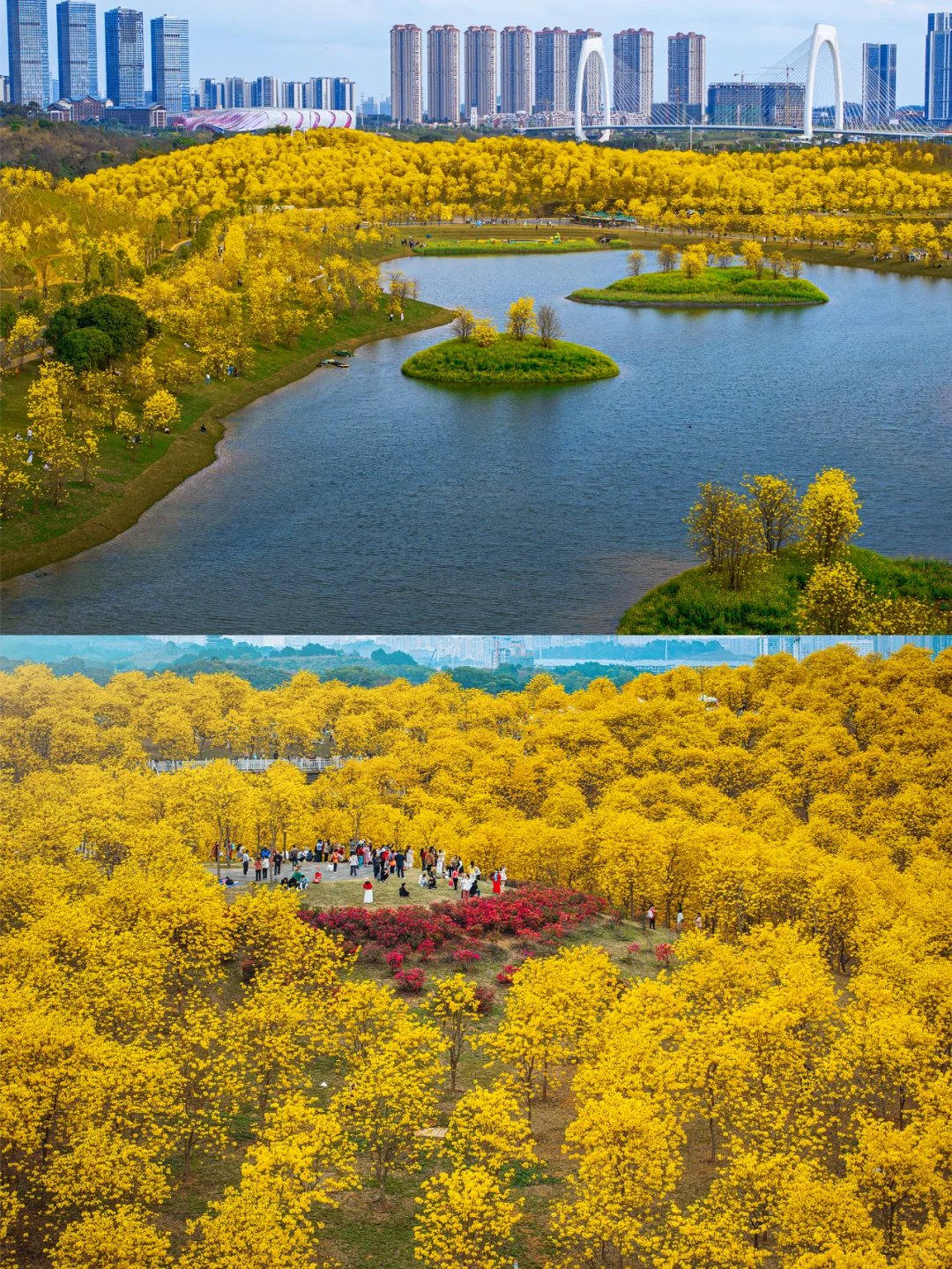 满眼金黄，这里堪称国内黄花风铃木的天花板