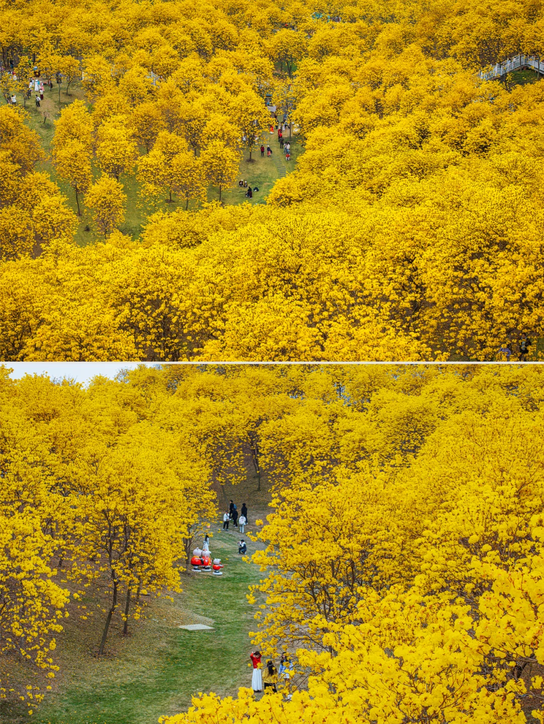 满眼金黄，这里堪称国内黄花风铃木的天花板