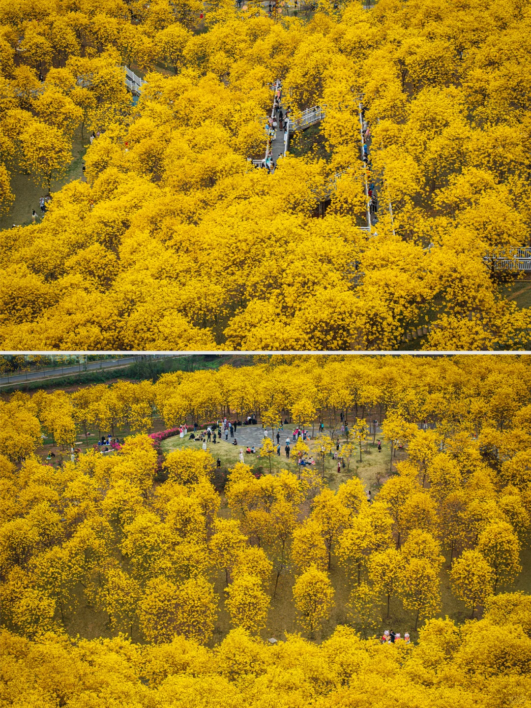 满眼金黄，这里堪称国内黄花风铃木的天花板