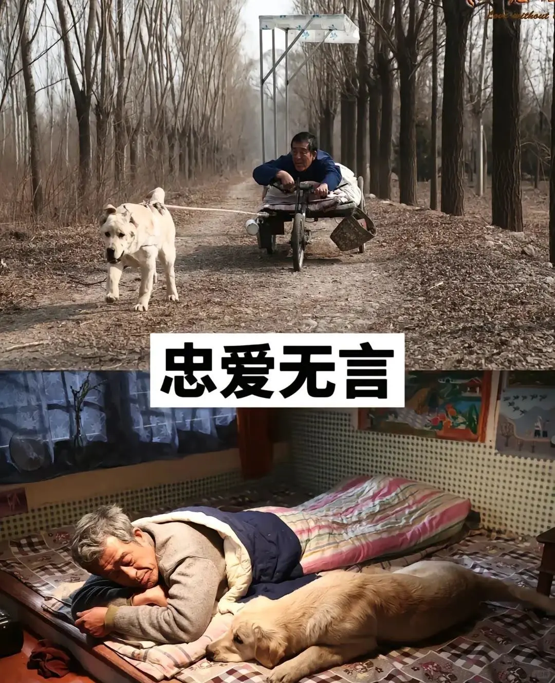 17部感人催泪电影推荐