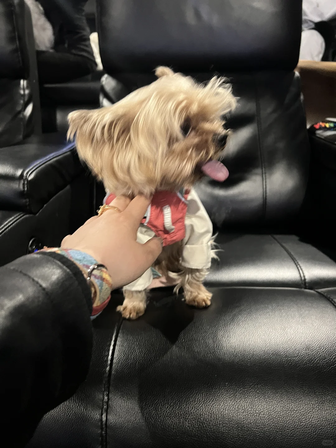 带狗狗看电影什么体验