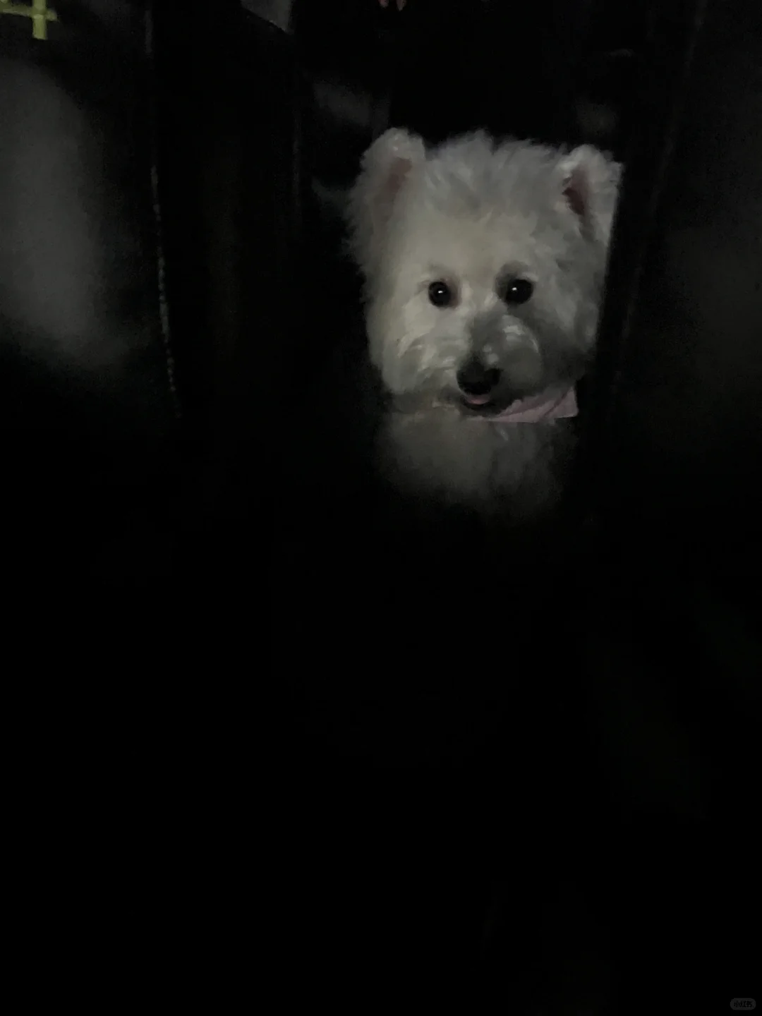 带狗狗看电影什么体验