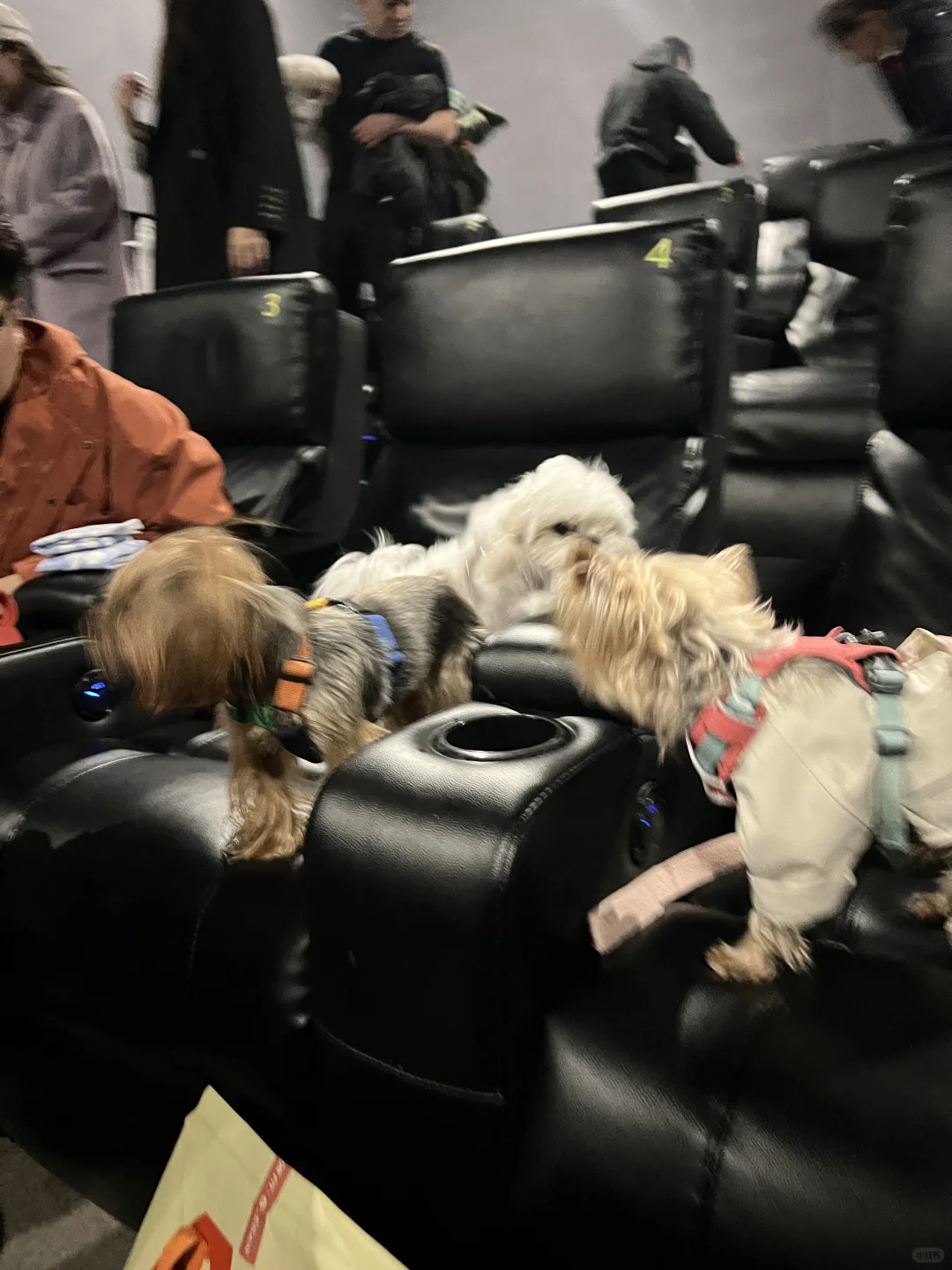 带狗狗看电影什么体验