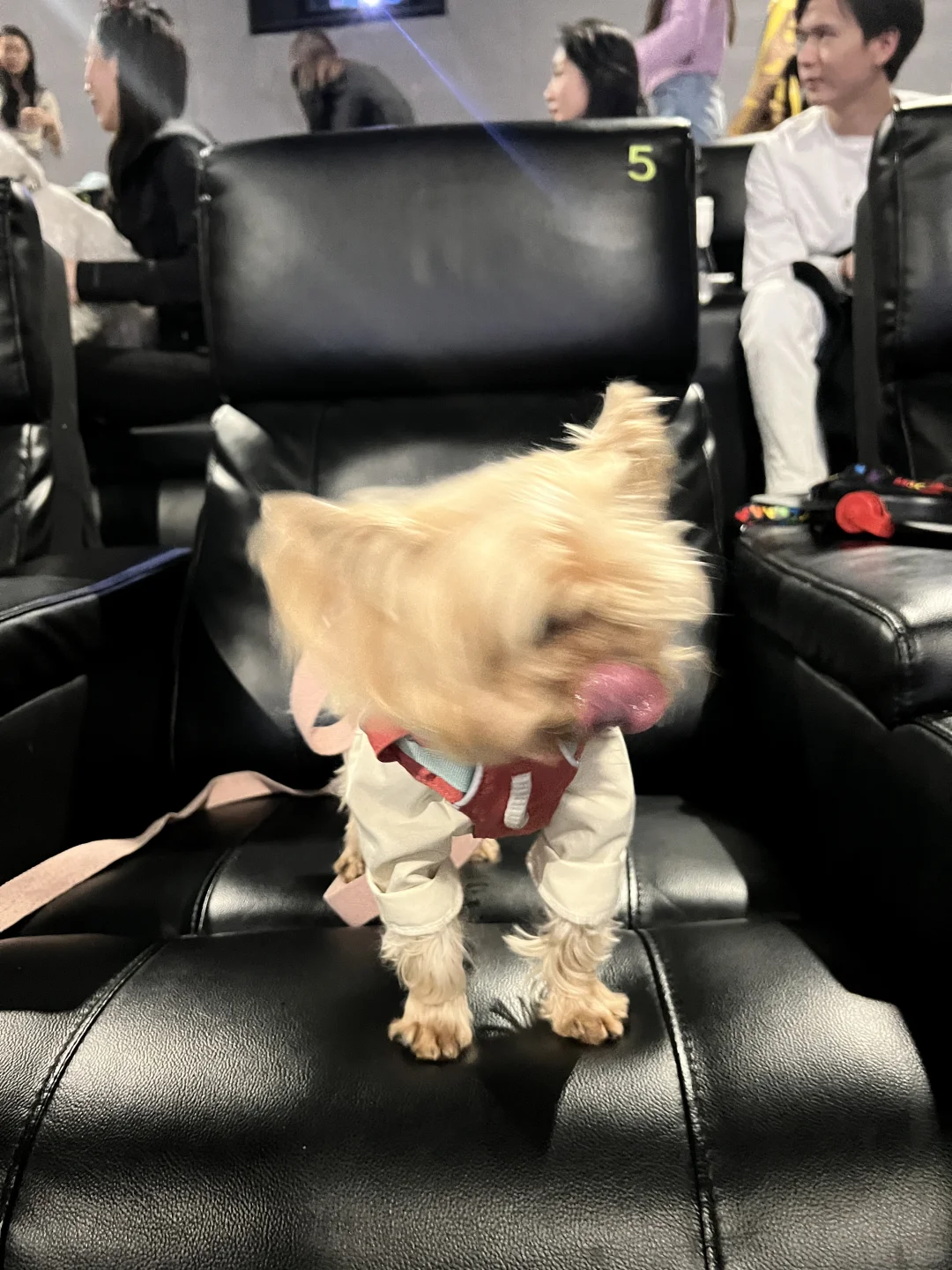 带狗狗看电影什么体验