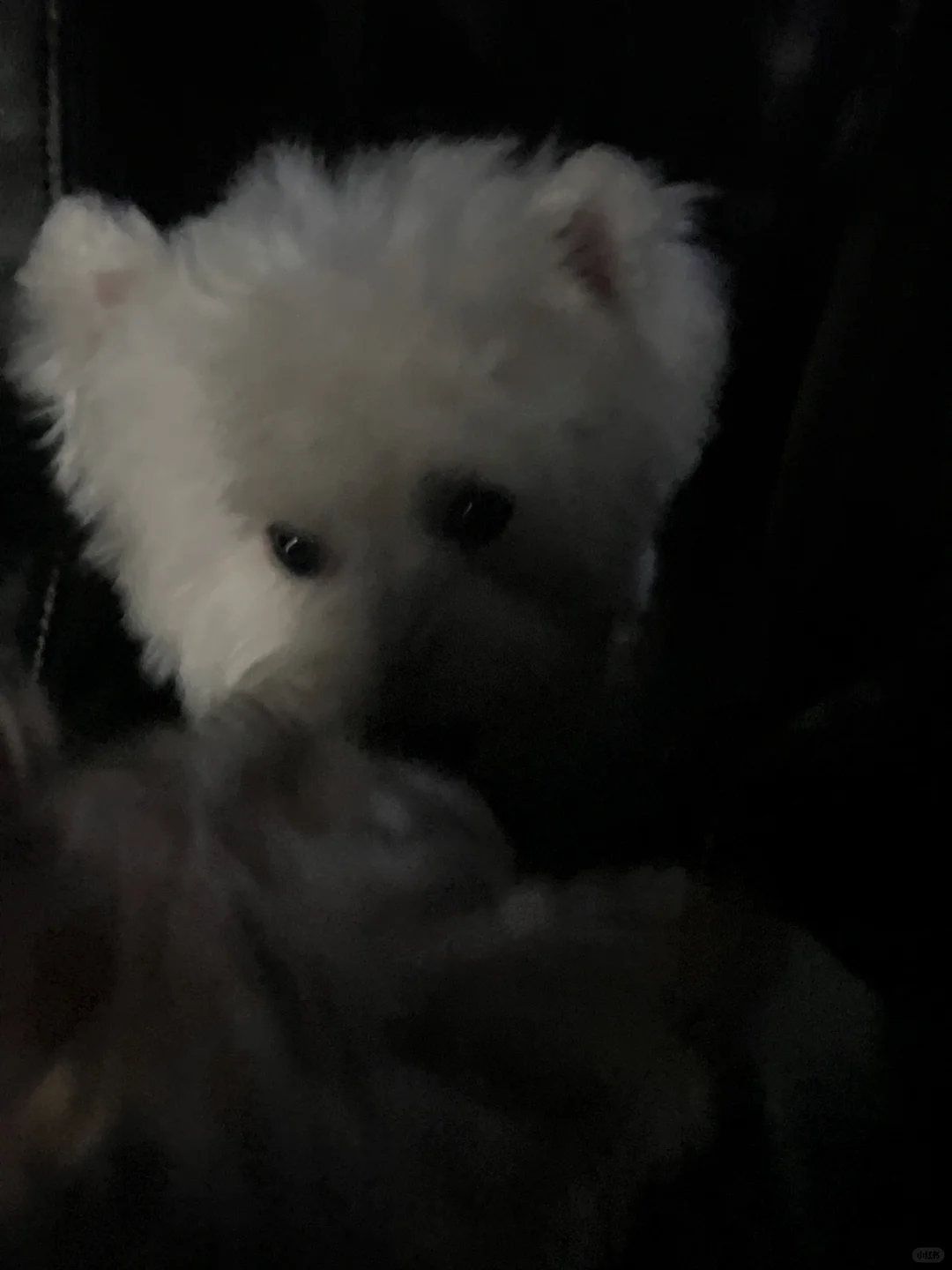 带狗狗看电影什么体验