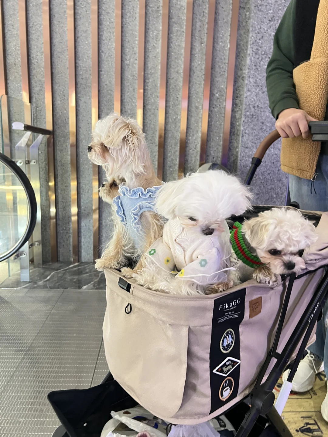 带狗狗看电影什么体验