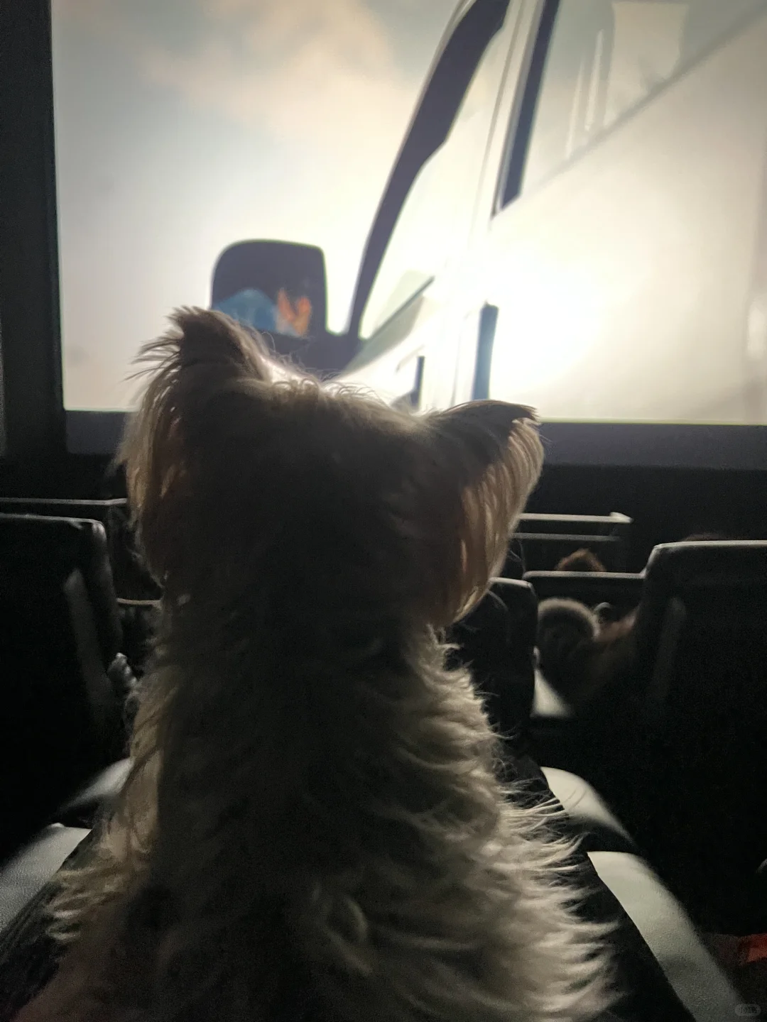 带狗狗看电影什么体验