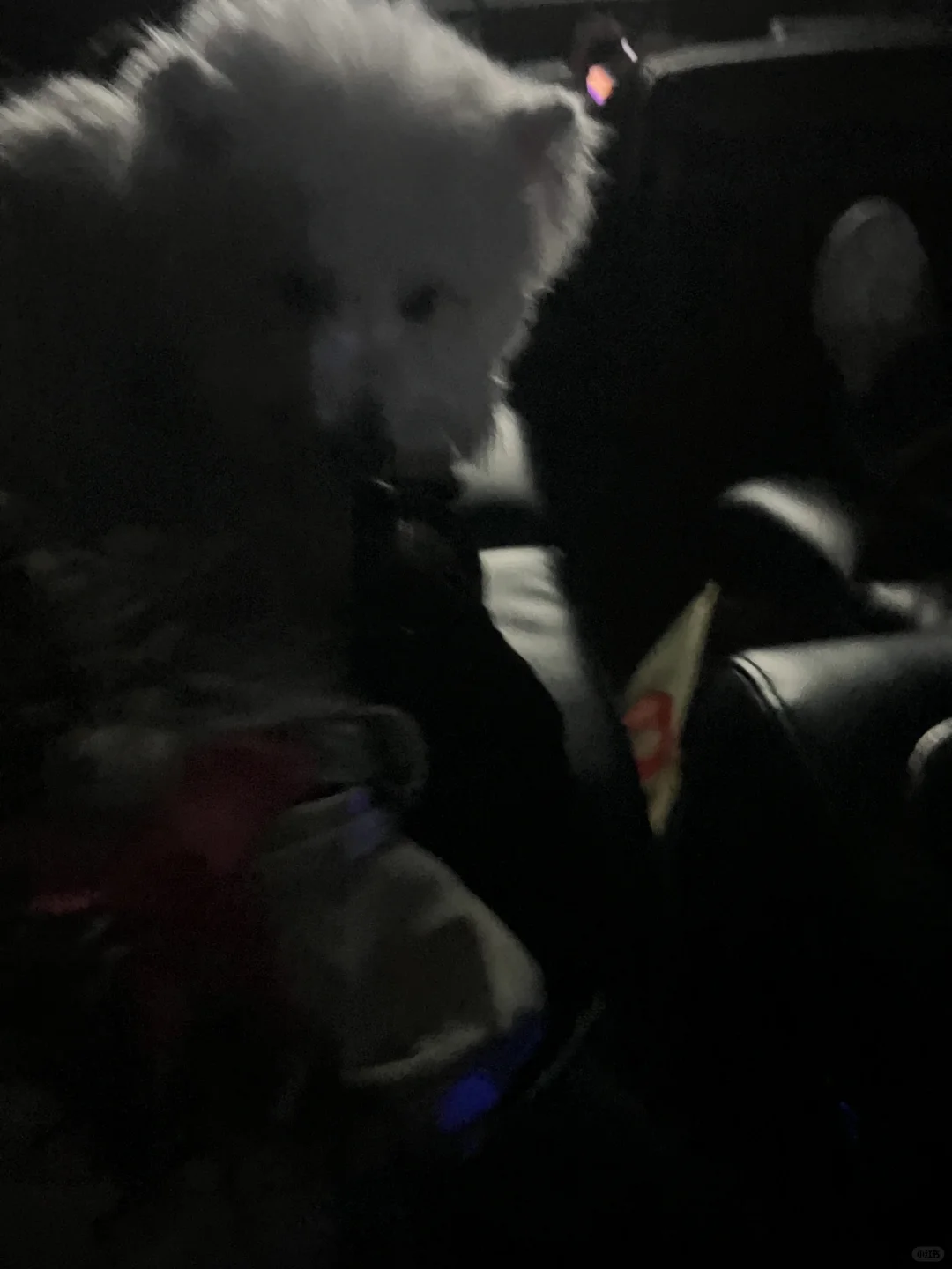 带狗狗看电影什么体验