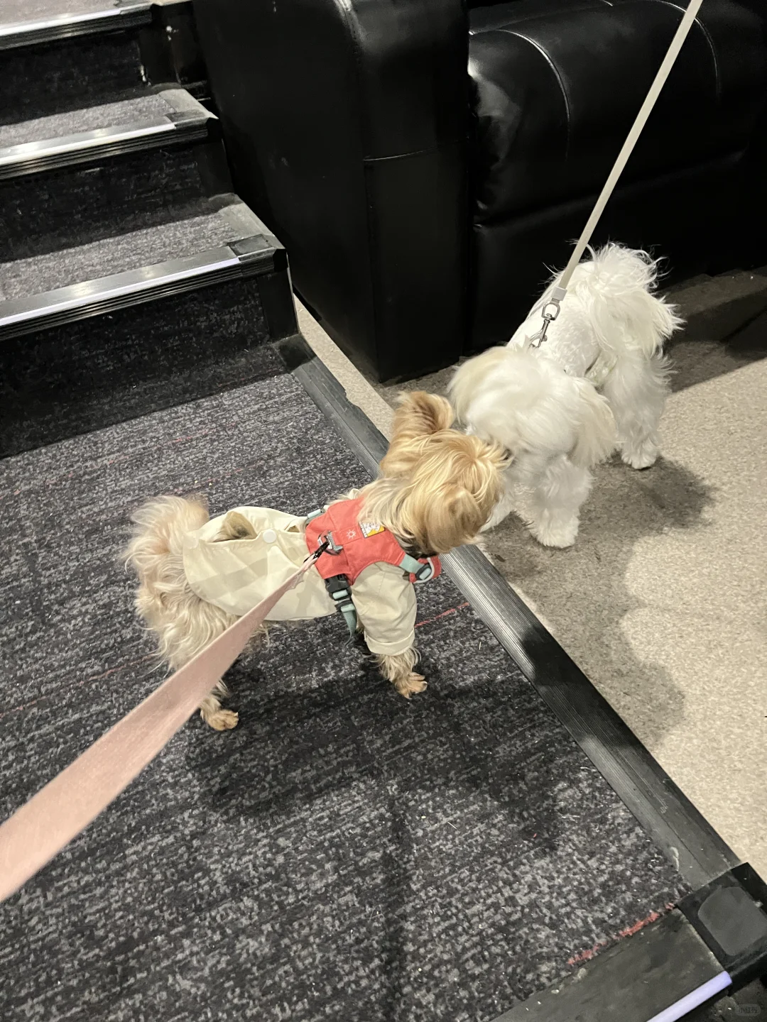 带狗狗看电影什么体验