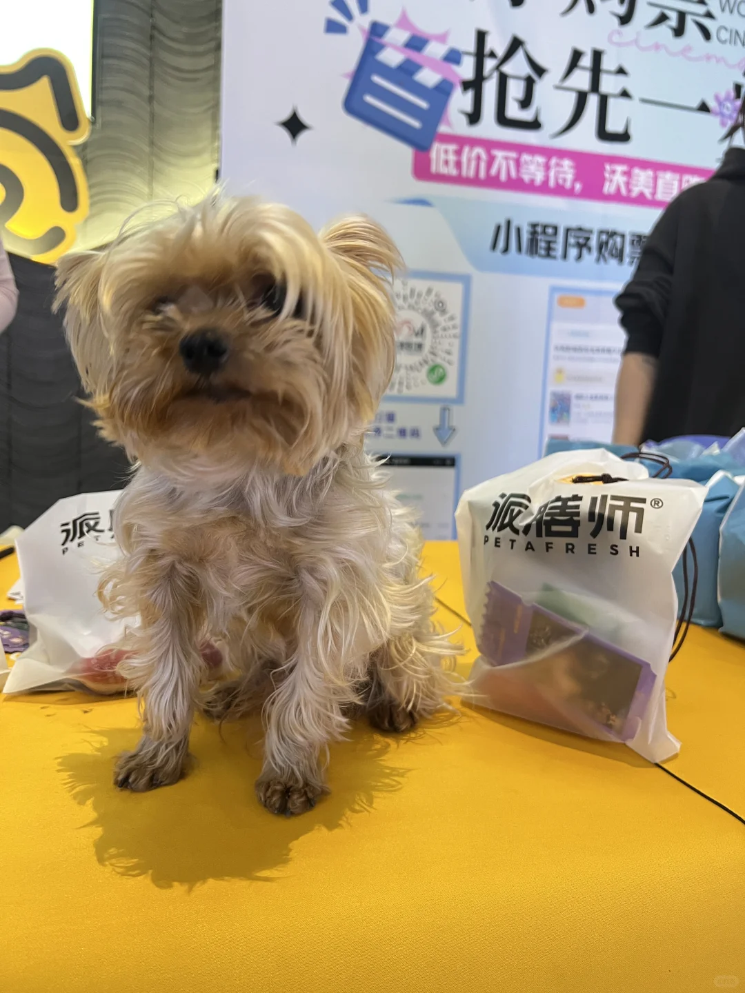 带狗狗看电影什么体验