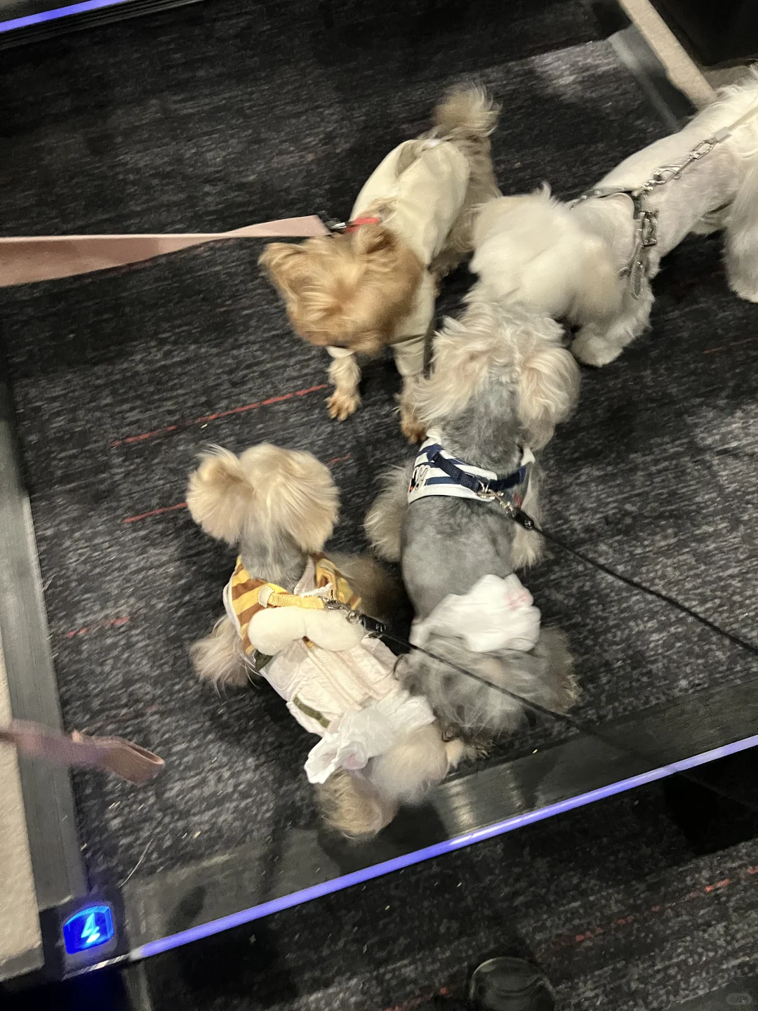 带狗狗看电影什么体验