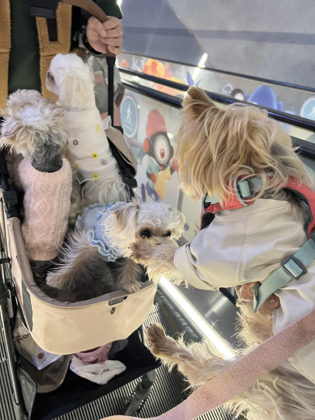 带狗狗看电影什么体验