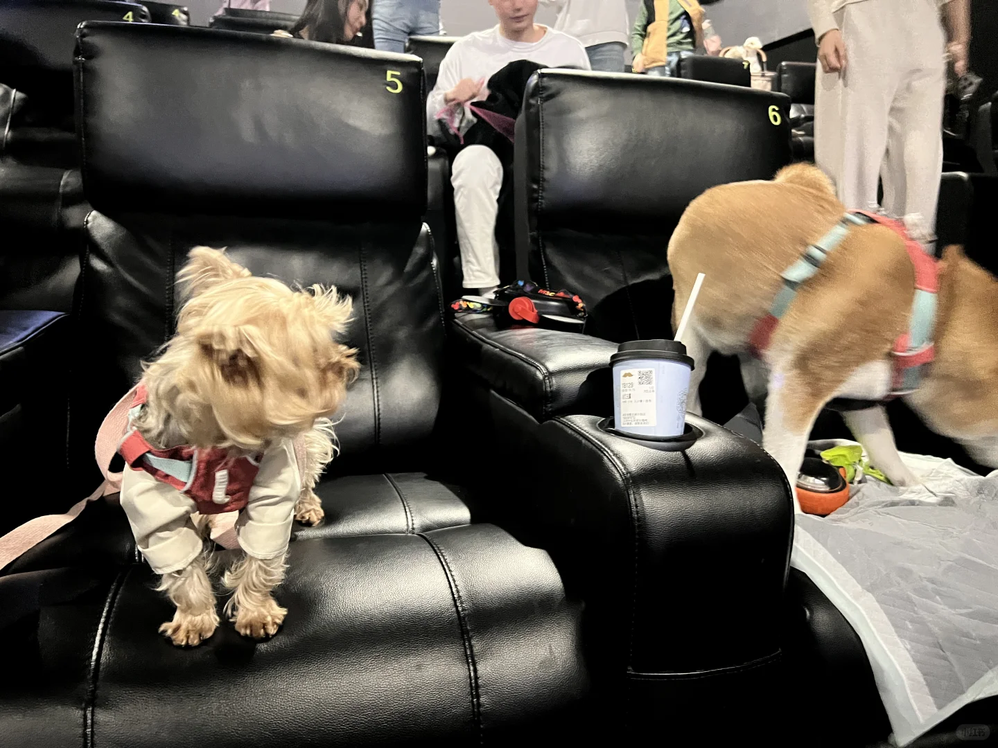 带狗狗看电影什么体验