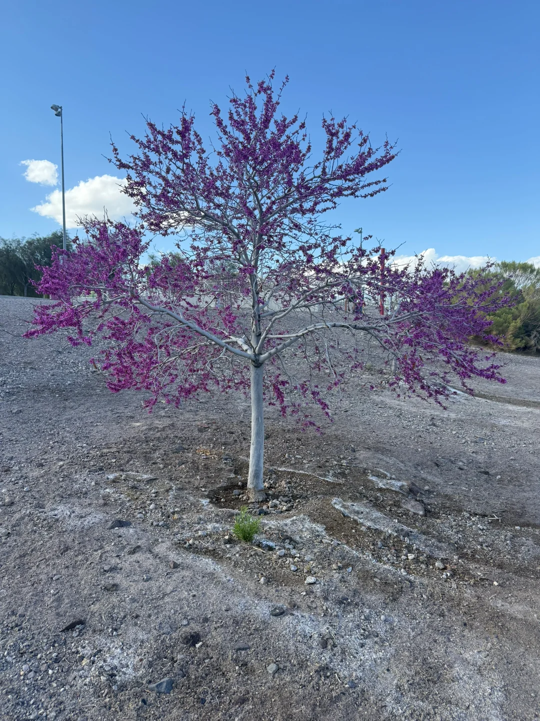 英语提升软件推荐