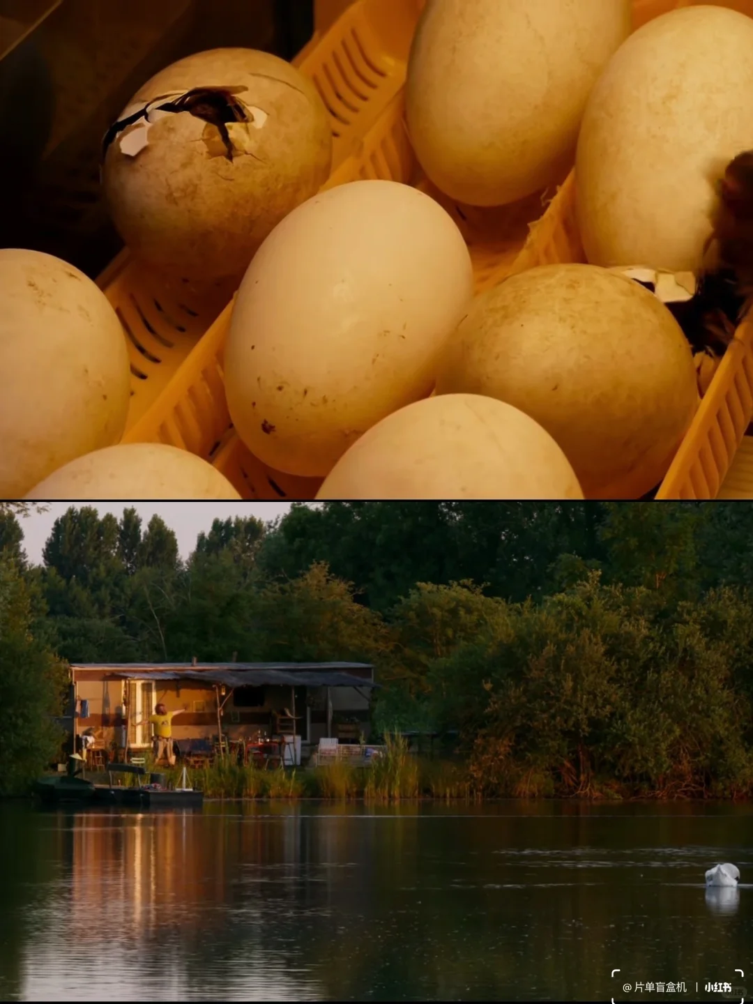 片单盲盒机|治愈系电影推荐《给我翅膀》