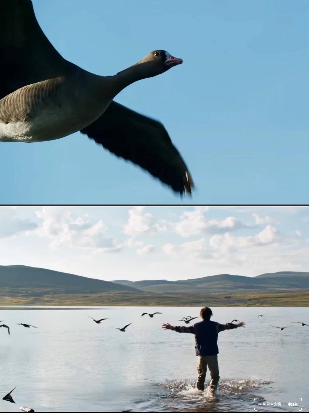 片单盲盒机|治愈系电影推荐《给我翅膀》