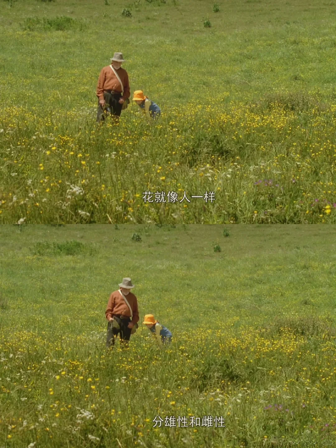 🎬 法国电影《蝴蝶》 🦋