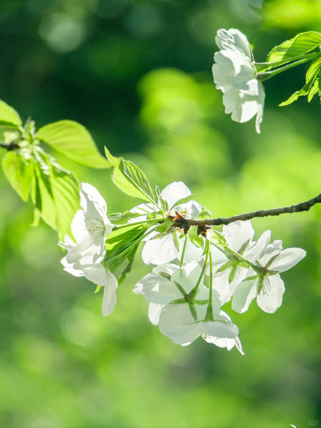 七千多人看过的“樱红草绿”调色教程来啦