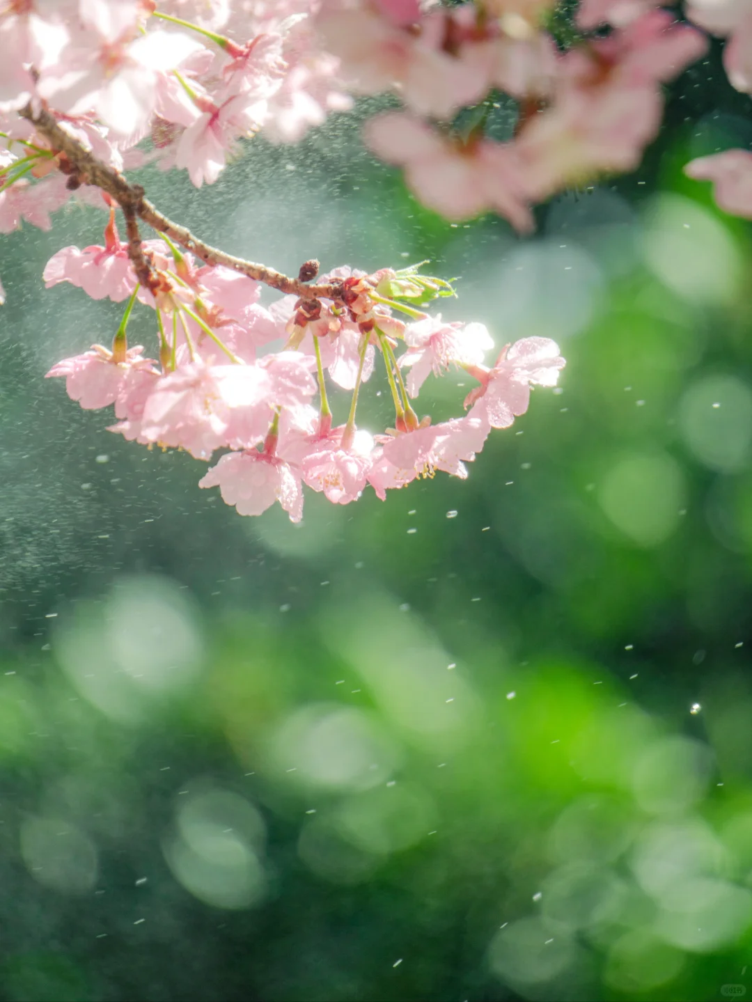 七千多人看过的“樱红草绿”调色教程来啦