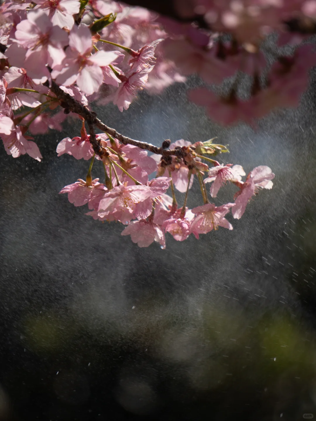 七千多人看过的“樱红草绿”调色教程来啦