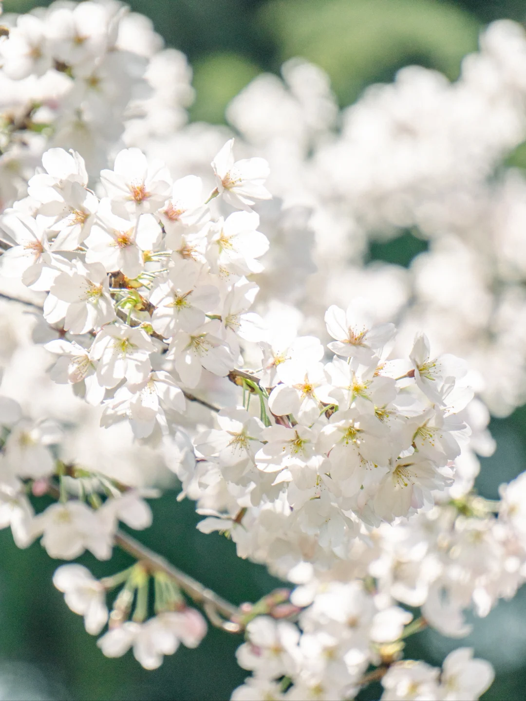七千多人看过的“樱红草绿”调色教程来啦