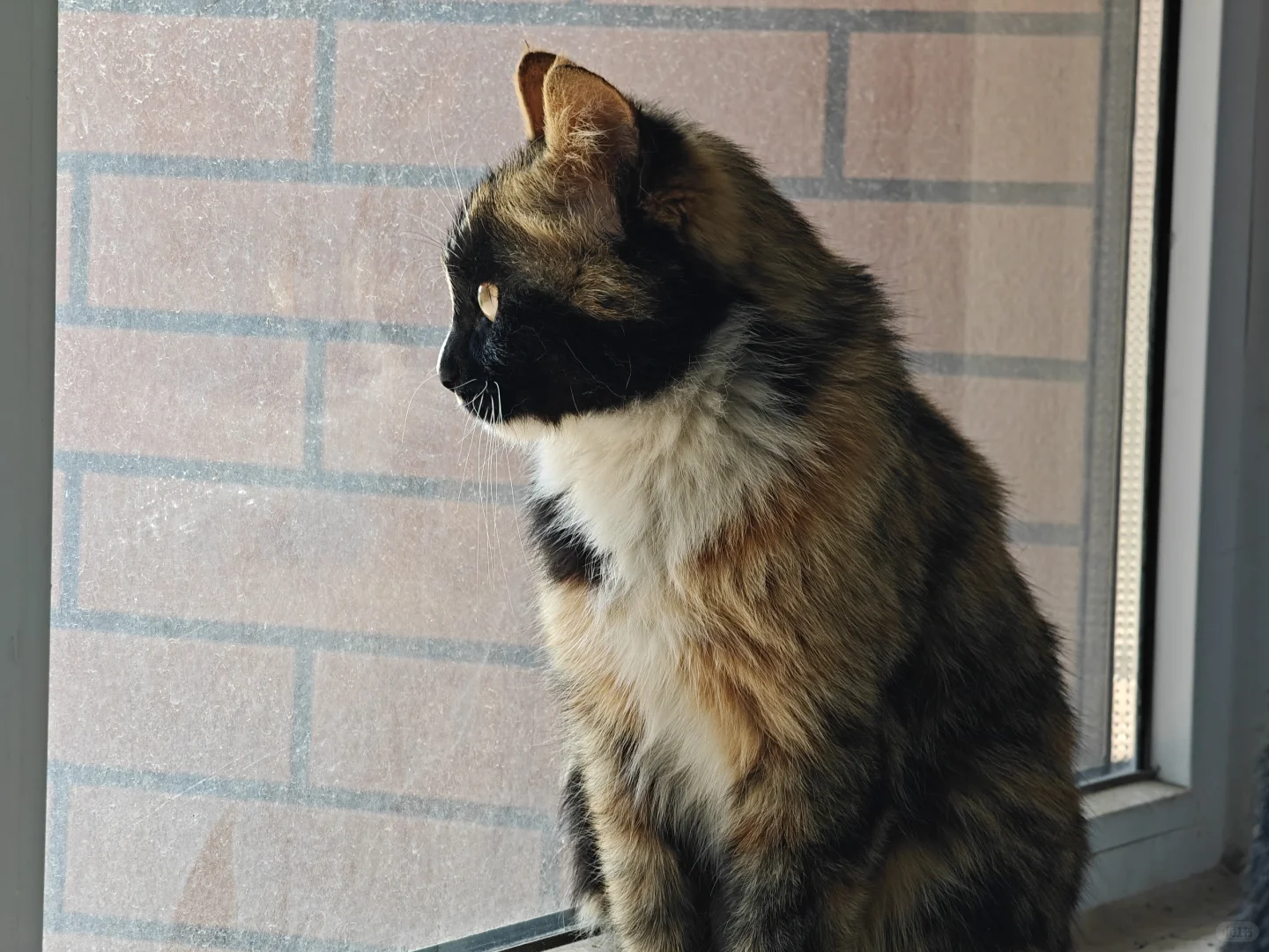 安卓微信实况来喽