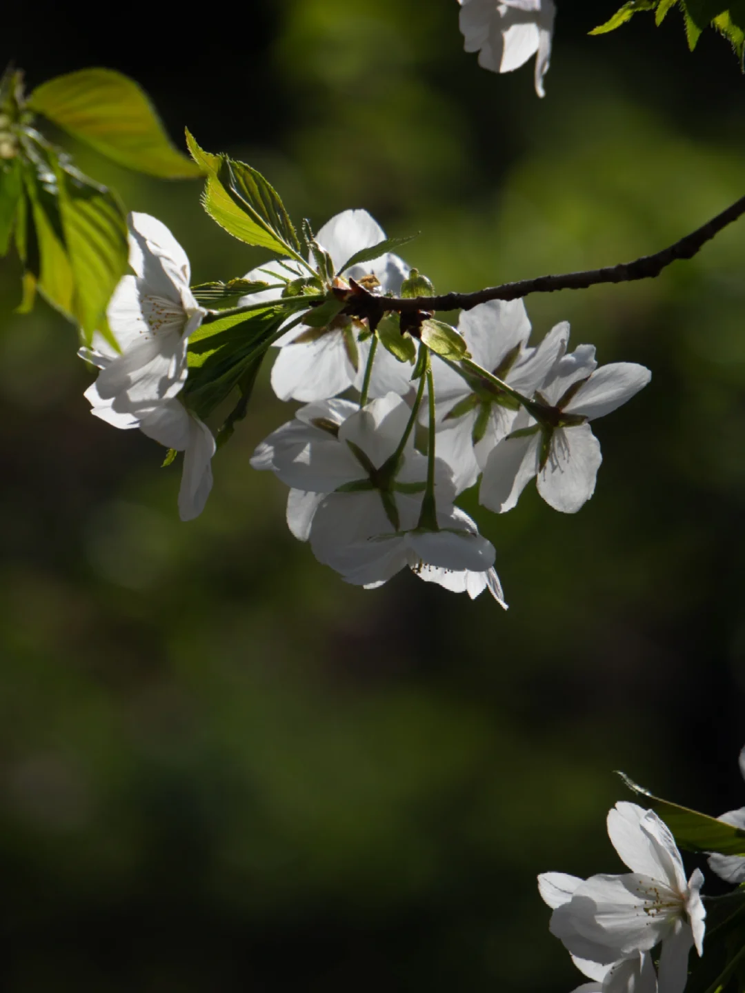 七千多人看过的“樱红草绿”调色教程来啦