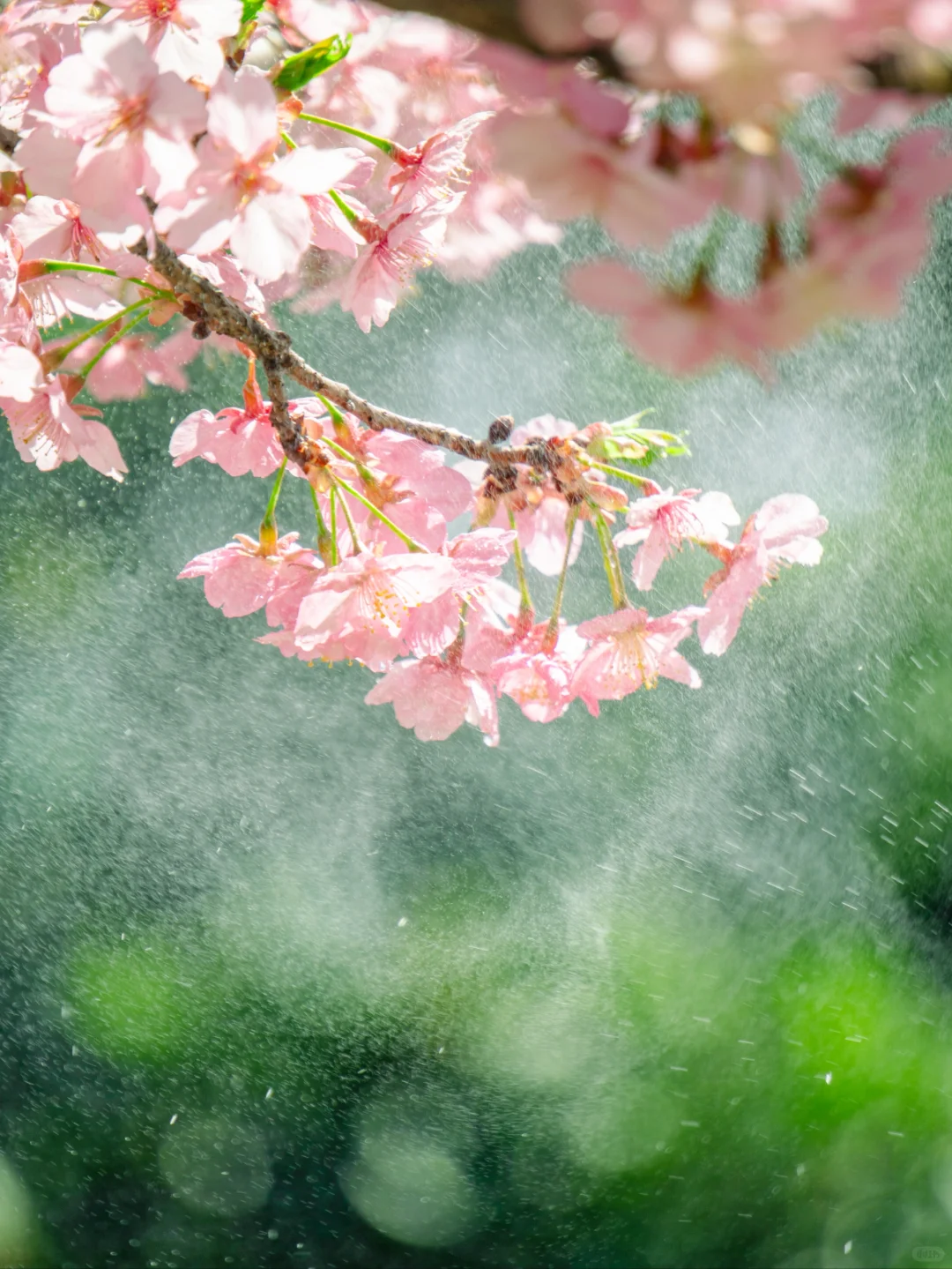 七千多人看过的“樱红草绿”调色教程来啦