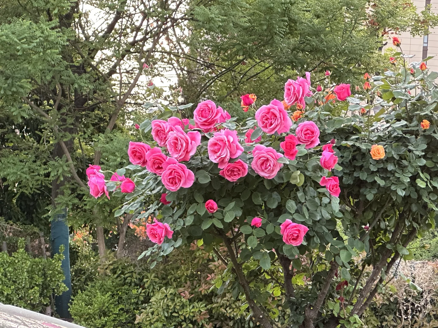 一个神奇的电视盒子🎬