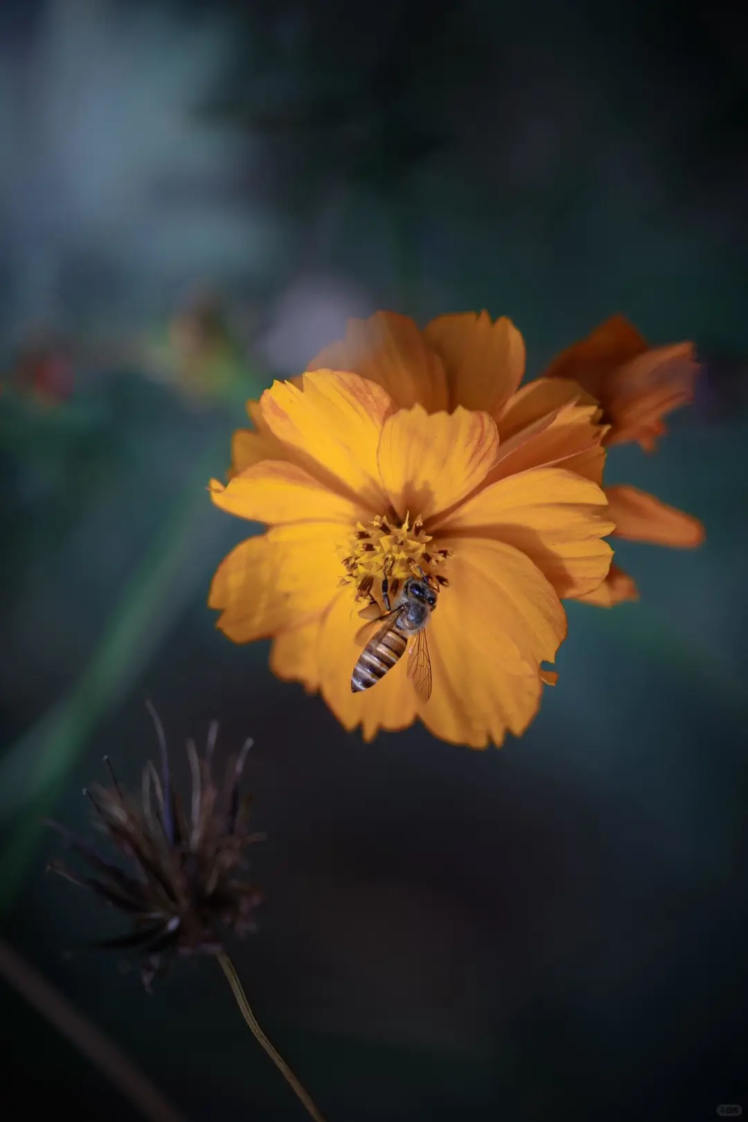 Lightroom永久高级版4.88💰永久使用!