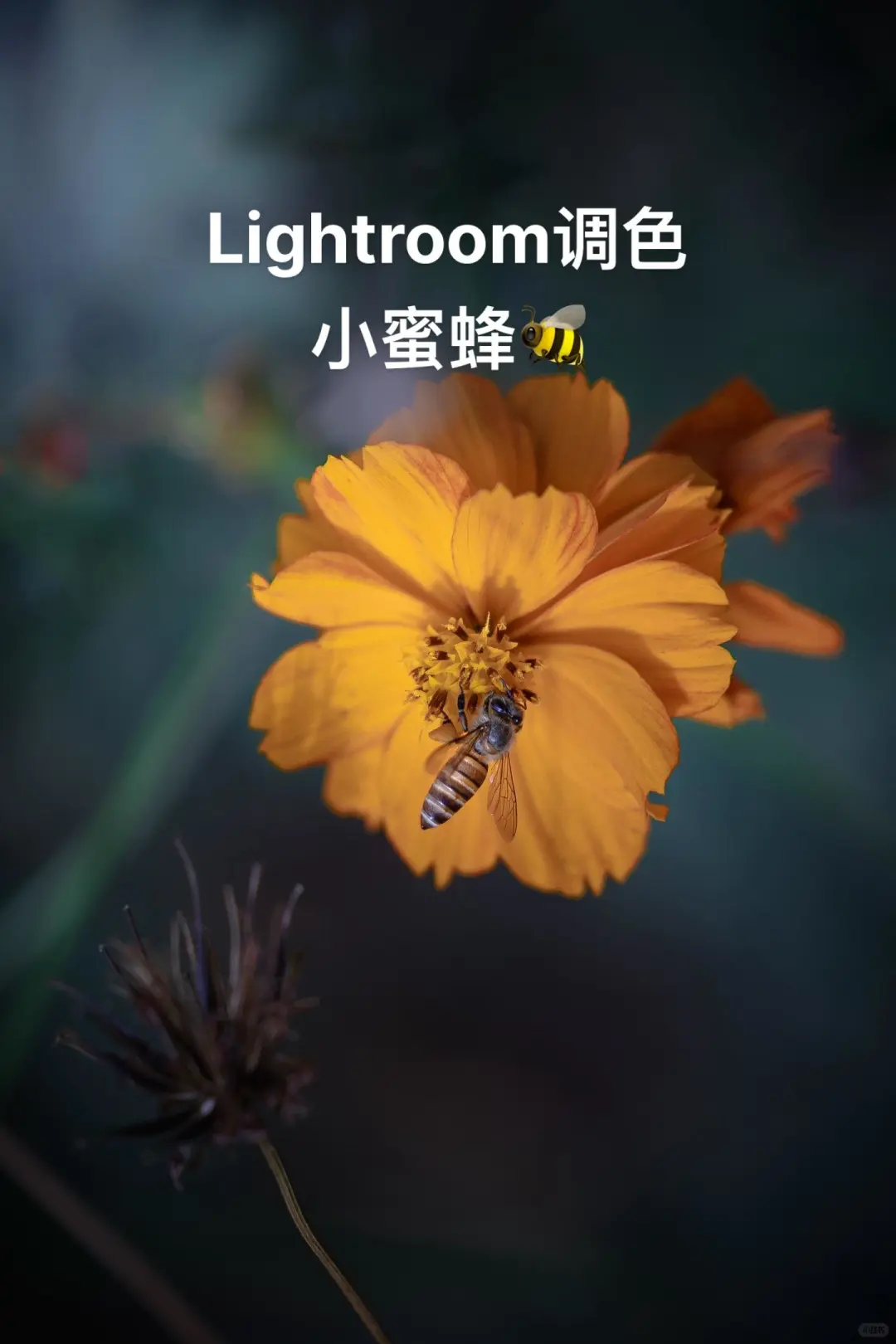 Lightroom永久高级版4.88💰永久使用!